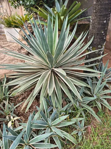 Piteira do caribe (agave)