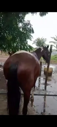Egua ms de esteira prenha