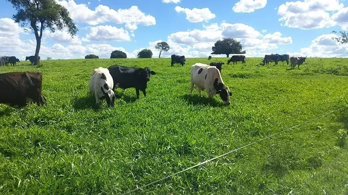Pecuária - Área Rural 84 Alqueires - Nossa Senhora das Graças - PR
