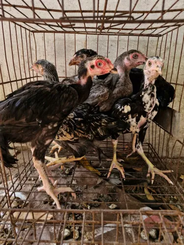 Vende se franginho índio gigante com carioca 