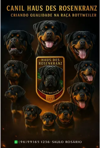 VENDO FILHOTES DE ROTTWEILER PUROS. 