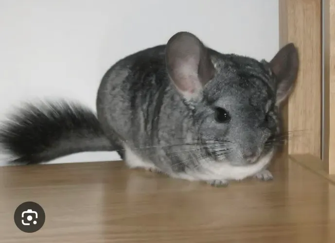 Chinchila macho