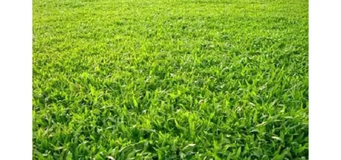Terreno comercial à venda na Avenida Carlos Consoni, 1.466m², em Ribeirão Preto