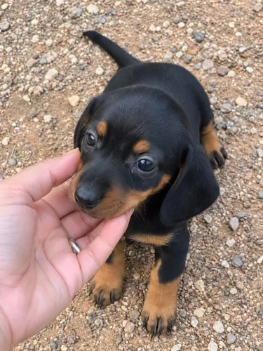 cofap dachshund salsicha