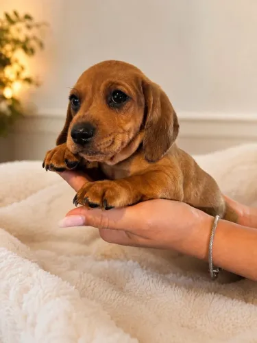 Filhotes de Dachshund - Salcicha - Teckel -