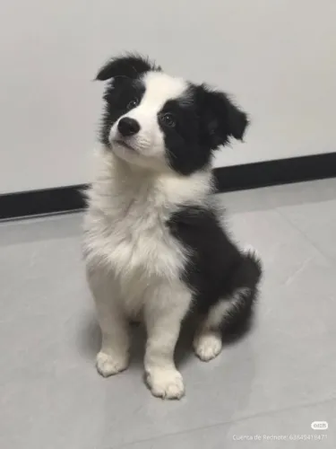 Border collie Fêmea