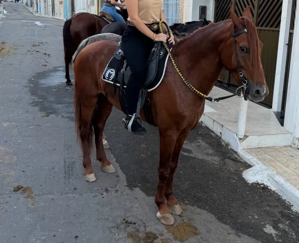 Cavalo mangalarga registrado