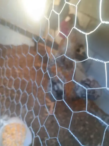 Vendo galo galinha e pintinhos 