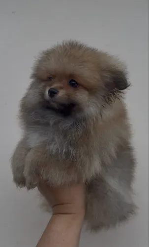 promoção de Lulu da Pomerânia macho Spitz alemão