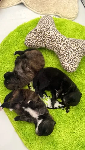 Machinhos Spitz alemão (Lulu da Polmerânia)