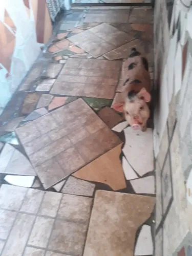 Vende se porquinho com 3 meses.