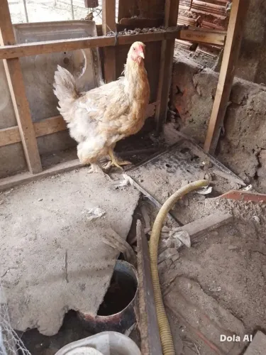 Galinha Brahma Lemon