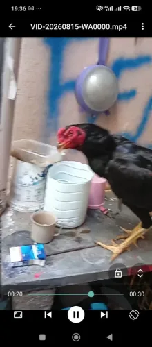 Estou vendendo frango de boa qualidade