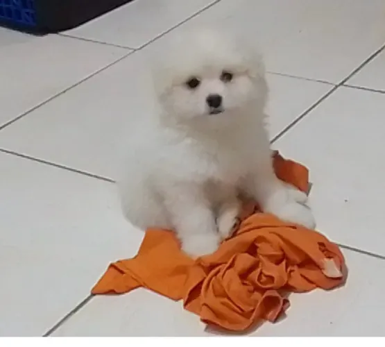 Filhote de Maltês com Spitz ? pelagem branca ?