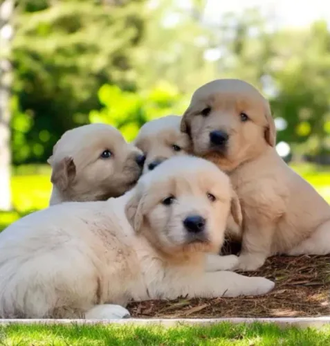 Golden Retriever Filhotes Ideais Para Famílias.