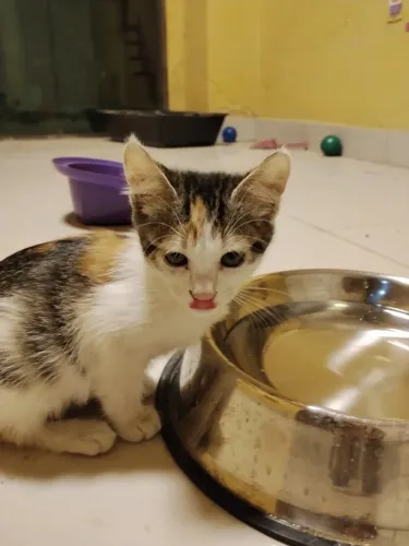 Linda gatinha carinhosa e docil