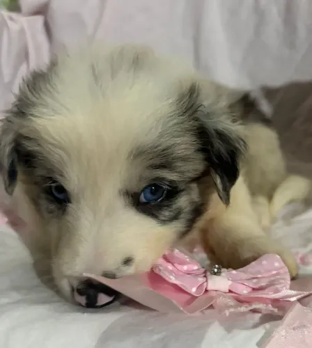 Border Collie Blue Merle | Manda um "oi" no WhatsApp