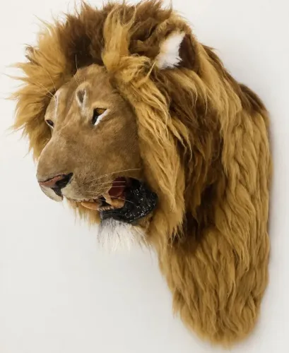 Cabeça de Leão taxidermia sintética tamanho real