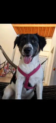 Cachorro adoção responsável 