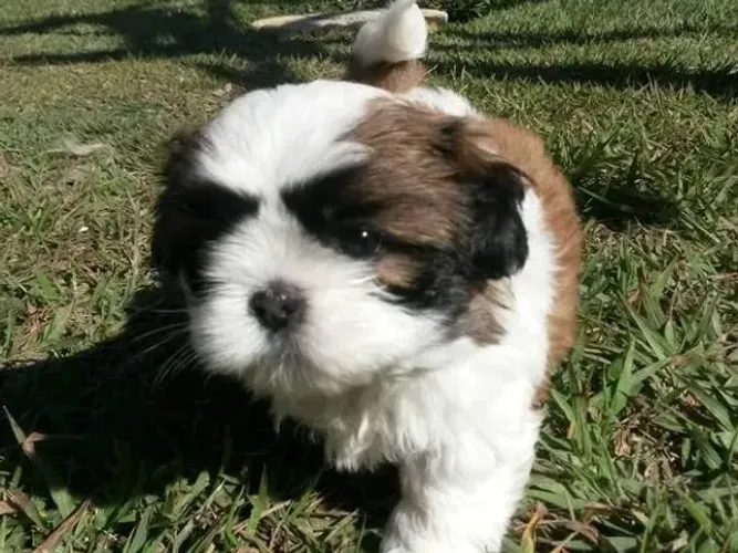Shih Tzu macho 50 dias