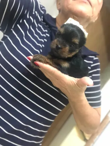 cachorros