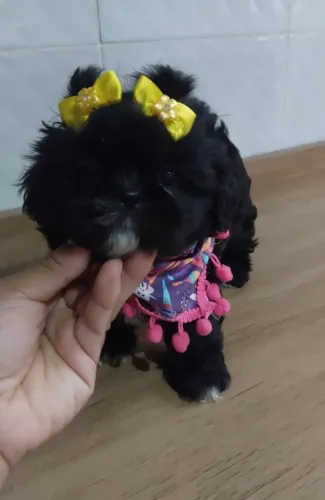 Shihtzu 
