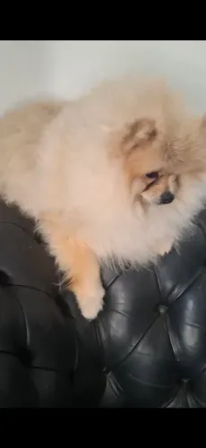 Spitz alemão machinho