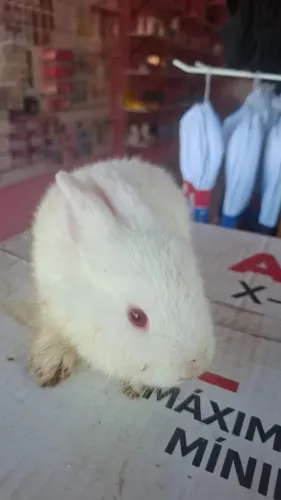 Coelho