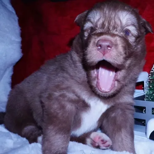 Filhotes de Chow Chow | Amor de quatro patas.