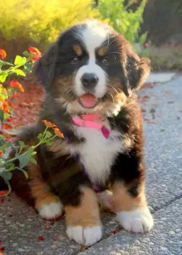 Bernese Mountain Dog