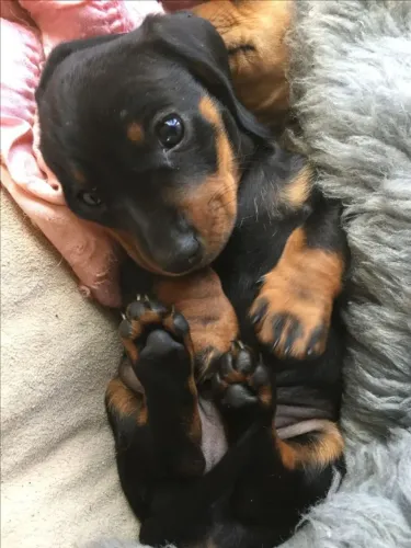 Dachshund Com Uma Energia Impossível De Ignorar