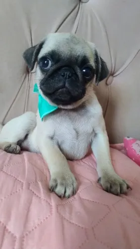 Pug macho
