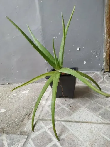 Planta Babosa