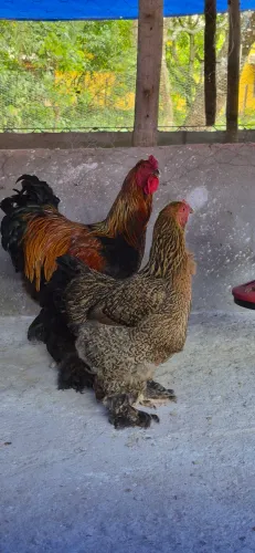 Galo/galinha brahma perdiz de alta genética