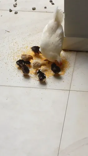 Pintinhos garnize mini, 11/10