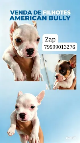 Filhotes de american bully