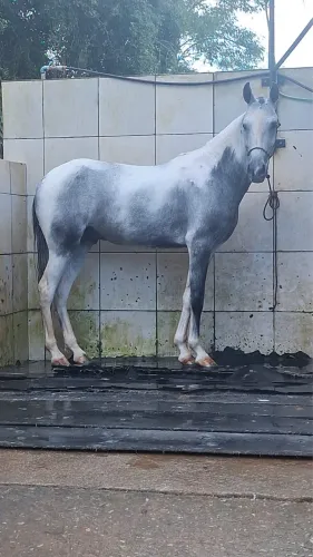 Vendo cavalo