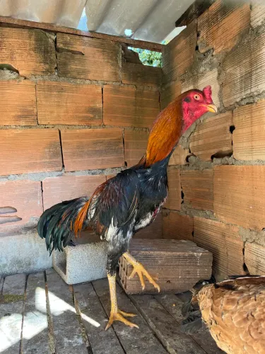Galos e galinhas Mura 