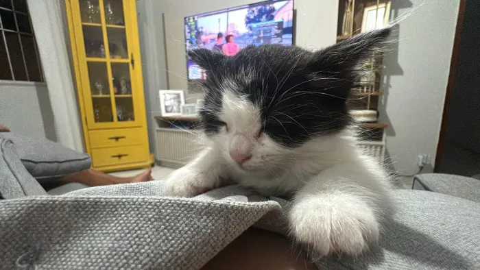 Doação - Gatinhos