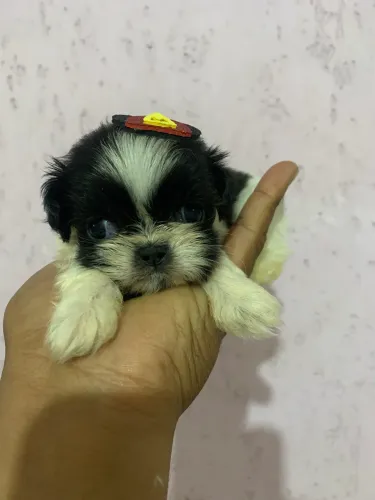 Shihtzu macho
