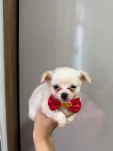 Macho de chihuahua pelo longo