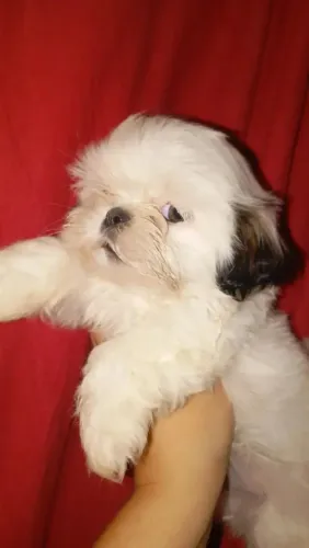 Macho em promoção