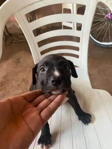 Cachorro pitbull