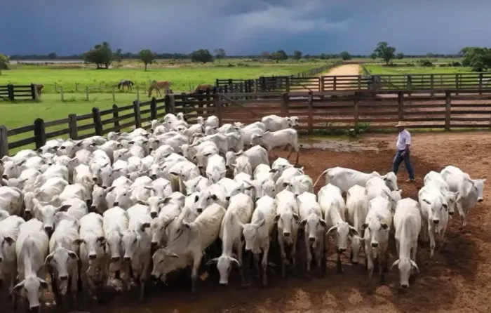 Venda de bovinos, gado de qualidade.