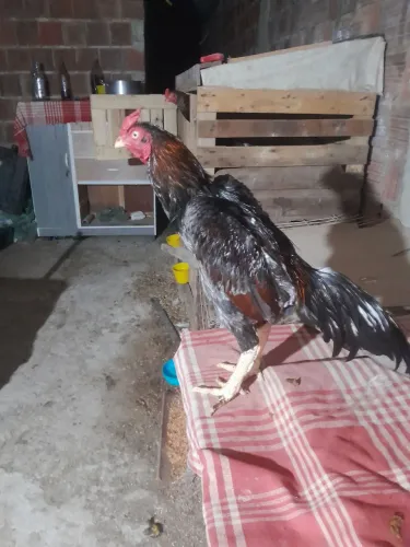 Vendo três frango 2 de 150 cada um e o outro 200 motivo da venda Estou parando de criar