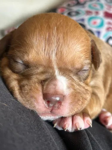 Filhote de American bully pocket 