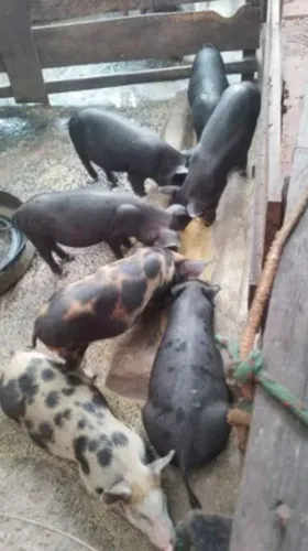 Doação de porcos