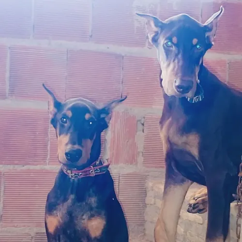 Filhotes de Doberman disponível