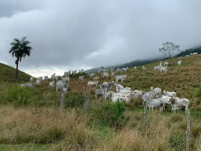 Fazenda de Luxo à Venda em Itaboraí-RJ: 4 quartos, 2 suítes, 2 salas e 20 vagas de garagem