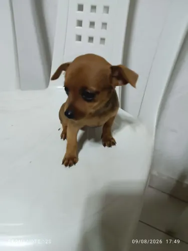 Vendo Pinscher Fêmea e Macho